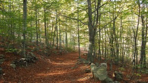 Ferienwohnung im Steigerwald