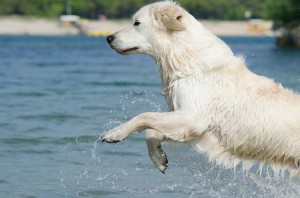 Ferienwohnungen mit Hund in Deutschland